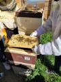 Besuch bei den Bienen