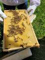 Besuch bei den Bienen