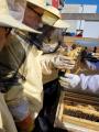 Besuch bei den Bienen