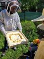Besuch bei den Bienen