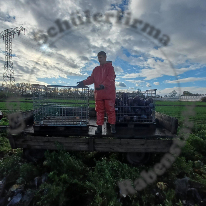 04453_gaertnerei.jpeg